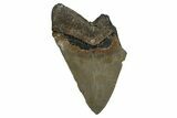 Bargain, Fossil Megalodon Tooth - Serrated Blade #338578-1